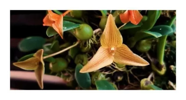 100x Trias Oblonga Orchidée Fleurs Cremefarbig Rayures Noires Graines B425