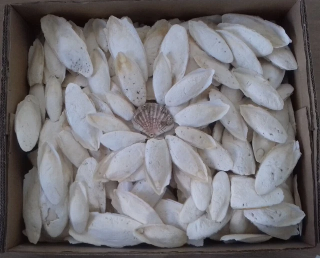 2 Kg. os de seiche 10-18 cm. phosphore calcium