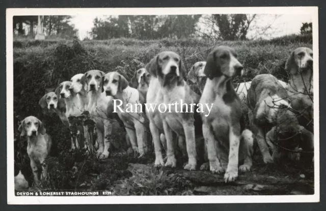 Rp Devon And Somerset Staghounds  Stag Hunt Hunting  1959   #565
