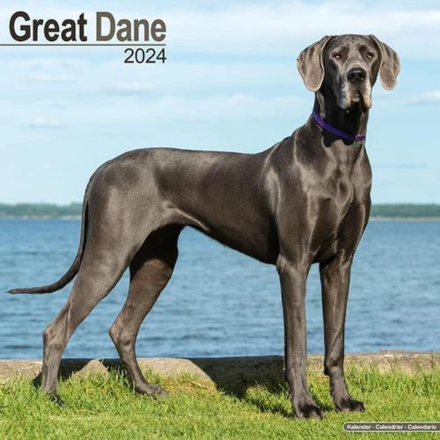 GREAT DANE (EURO) Calendar 2024 Square Dog Breed Wall Calendar 16