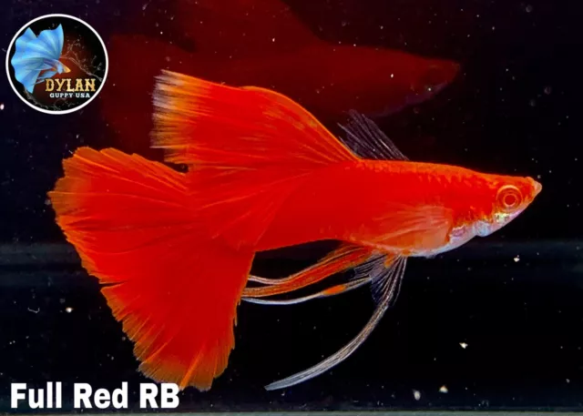 2x Male- ABINO FULL RED RIBBONS - High Quality Live Guppy Fish Grade A++++