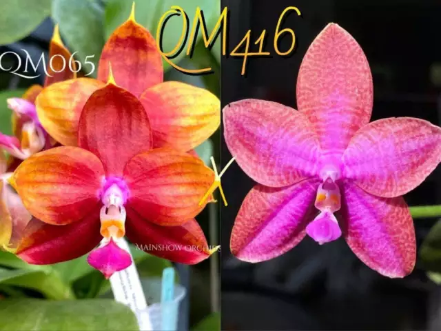 QM416: Phal. (Yaphon Nicegirl x LD Double Dragon) x Mainshow Hiero 'MS Aroma)