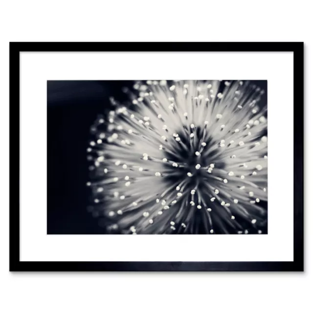 Photo Nature Plant Flower Black White Beautiful Home Framed Print 12x16 Inch