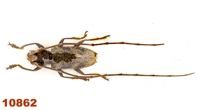 Cerambycidae: Acalolepta sp.  A2, 17 mm, 1 pc