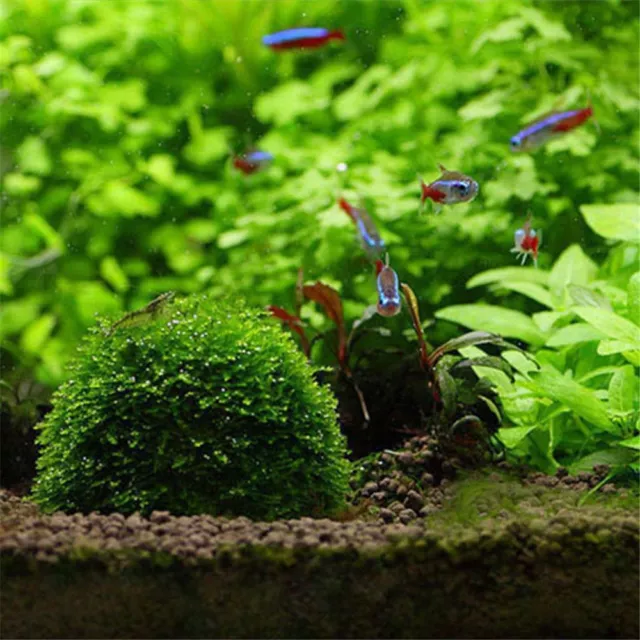 Green Moss Balls Marimo Moss Ball Moss Ball Moss Balls Decorative Moss Balls