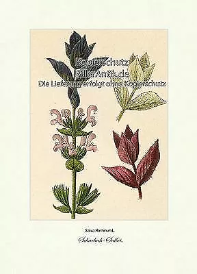 Scharlach-Salbei Heilpflanze Gewürzpflanze Lippenblütler Vilmorin A4 194