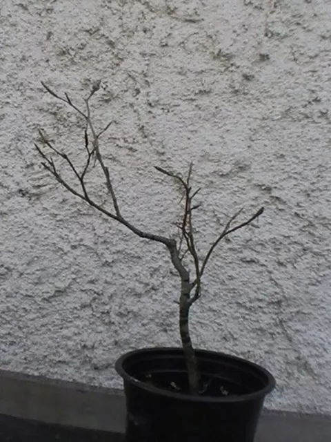 Bonsai - Prébonsai  hêtre