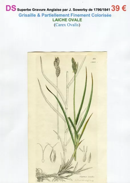 XVIII/XIX ème - LAÎCHE OVALE (Carex Ovalis) Superbe Gravure de 1796/1841