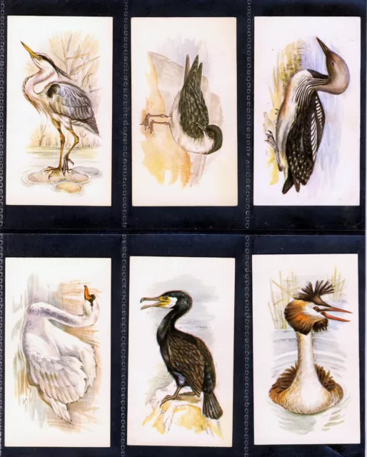 Players Grandee "British Birds Collection". A full set of 32 cards in sleeves.