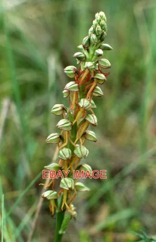 Photo  Man Orchid (Orchis Anthropophorum) Sandwich Bay Growing On A Dune On Roya