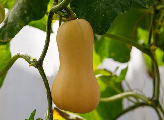 15 graines de courge butternut bio