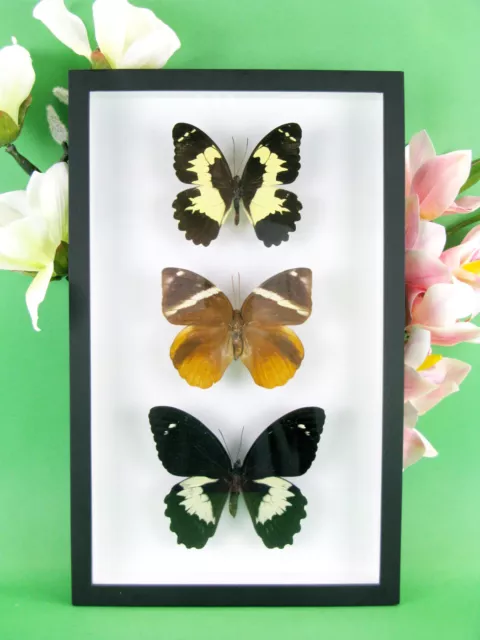 3 real beautiful and huge butterflies in the XXl showcase - single piece - 21