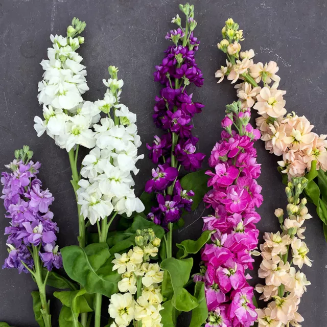 Niedrige DUFT-LEVKOJE 'Dwarf Mix' 100+ Samen MATTHIOLA INCANA Schnittblume 2