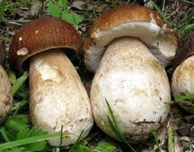 Porcini Boletus edulis Mycelium Real naturall mushrooms seeds spores $9.90