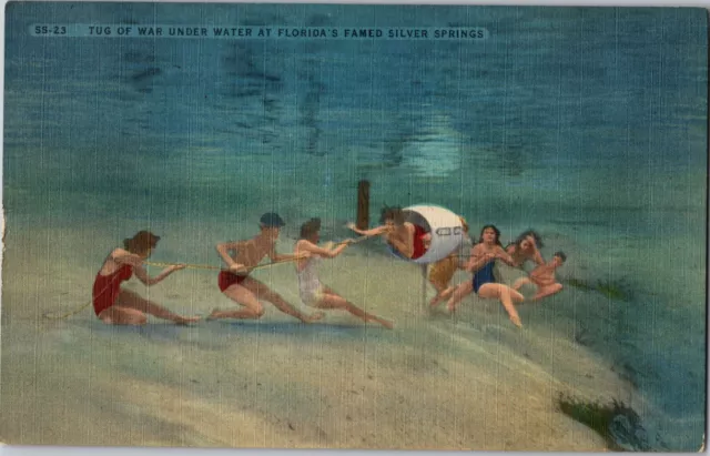 1930s Vintage Postcard Tug of War Under Water Silver Springs Florida