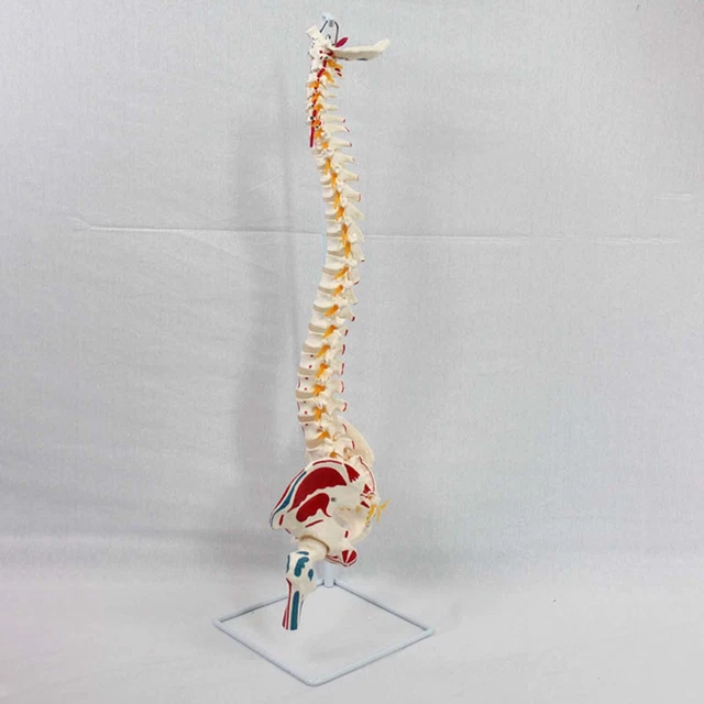 Flexible Human Spine Model With Soft Intervertebral Discs - Parts & Charts