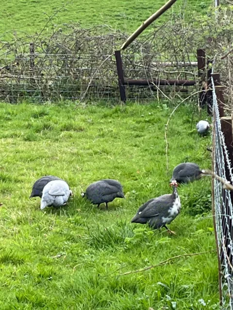 12 mixed colour free range guinea fowl hatching eggs