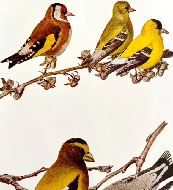 Goldfinch And Grosbeak Finch 1936 Bird Art Lithograph Color Plate Print DWU12A