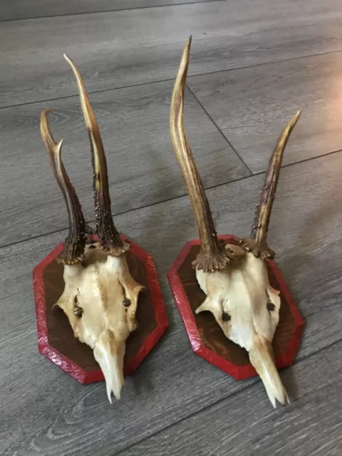 NR - 2 Small Vintage Mounted ROE DEER Partial Skulls with Horns