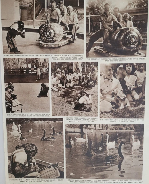 Duke Chimpanzee Take Photos St Louis Zoo Original 1959 ILN ~9.5x14"
