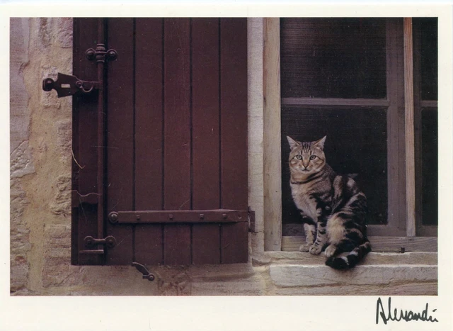 Cpsm / Carte Postale / Chat / Cat Illustrateur Alessandri Moby Dick Le Chat