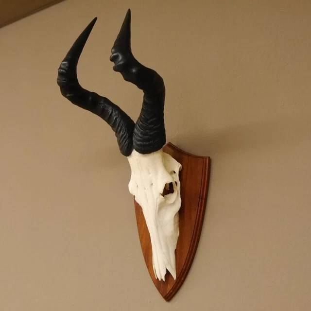 Hartebeest Búfalo Trofeo de Calavera África Antílope Cráneo Decoración
