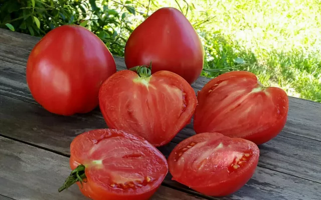 10 graines de tomate rare Adonis heirloom tomato seeds méth.bio