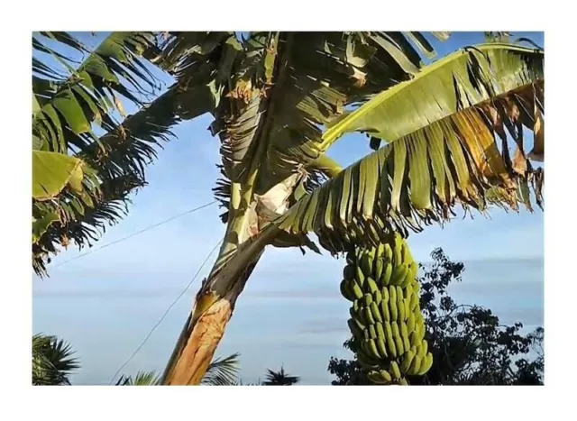 10x Musa (Bananier) Acuminata Banane Naine Fruits Jardin Plantes - Graines B1801