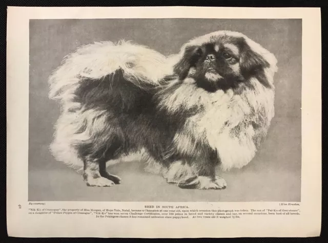 1934 Dog Print / Bookplate - PEKINGESE, "Nik-Ko of Crossogue", Bred in S. Africa