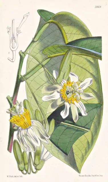 Passiflora Arborea Ecuador Botanik flower botany lithograph Curtis 5864