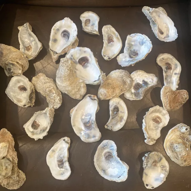 NC Rock Oyster Shells Lote #6 Cáscaras Eastern NC DECORACIÓN 3-5 pulgadas Blanqueadas