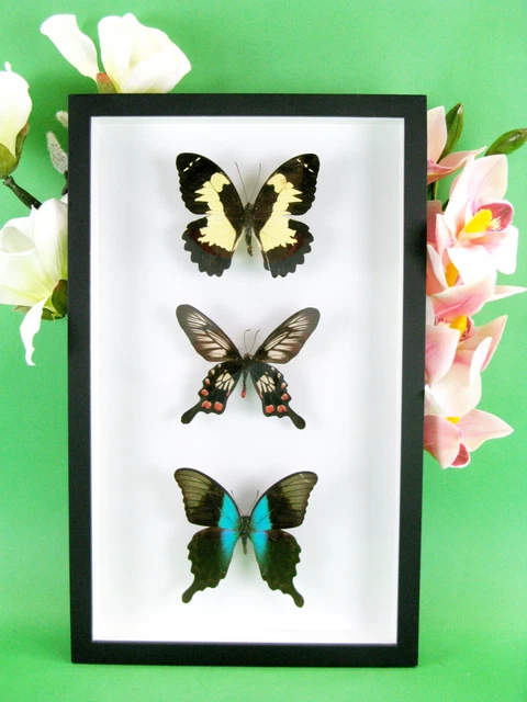 3 real beautiful and huge butterflies in the XXl showcase - single piece - 26