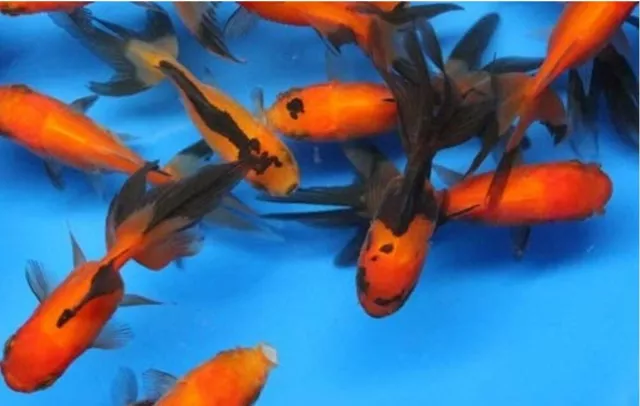 PACK OF 3 FISH ASSORTED Fancy / Fantail Fish LIVE FISH GUARANTEE ALIVE  $19.98 - PicClick