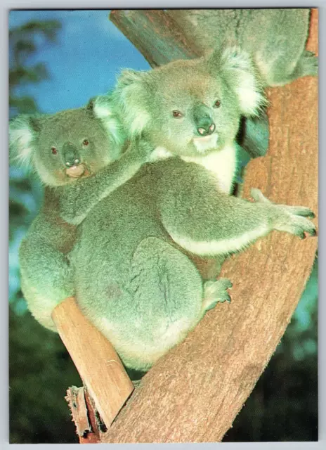 Australia - Captured the Koala and Young - Vintage Postcard 4x6 - Posted