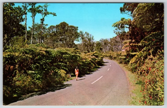 Postcard Fern Forest Hawaii Volcanoes National Park Hawaii Posted