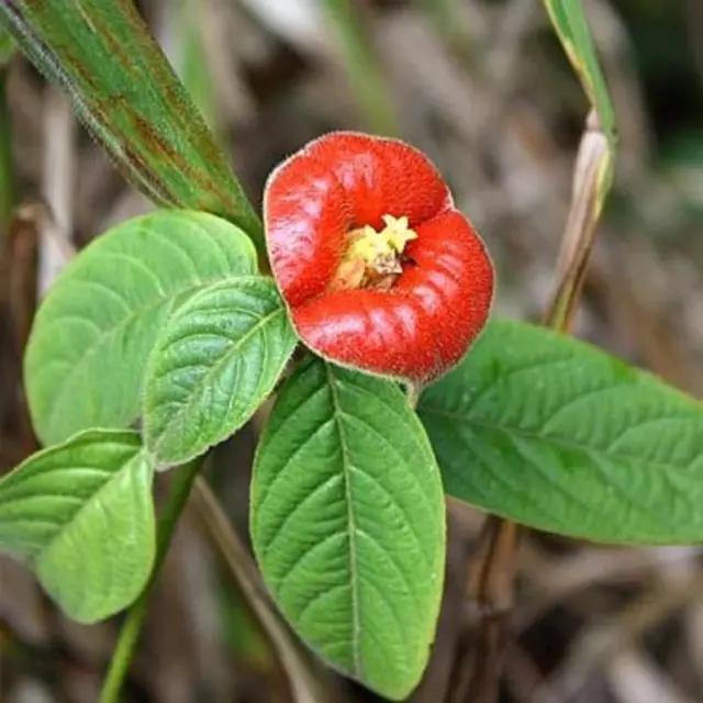 Samen Für Gartenarbeit, 50 Stück Rote Lippen, Seltene Blumen, Bonsai, Gartenpark