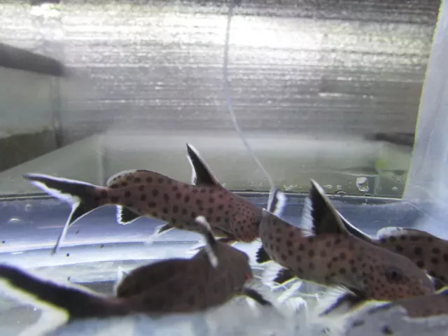 1 Synodontis Piedratus Catfish (Synodontis Hybrid) Live Fish