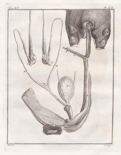 DROMADAIRE DROMEDARY ANATOMY Anatomie Gravure Sur Cuivre Engraving dromadaire-dromedary-anatomy-anatomie-gravure-sur-cuivre-engraving