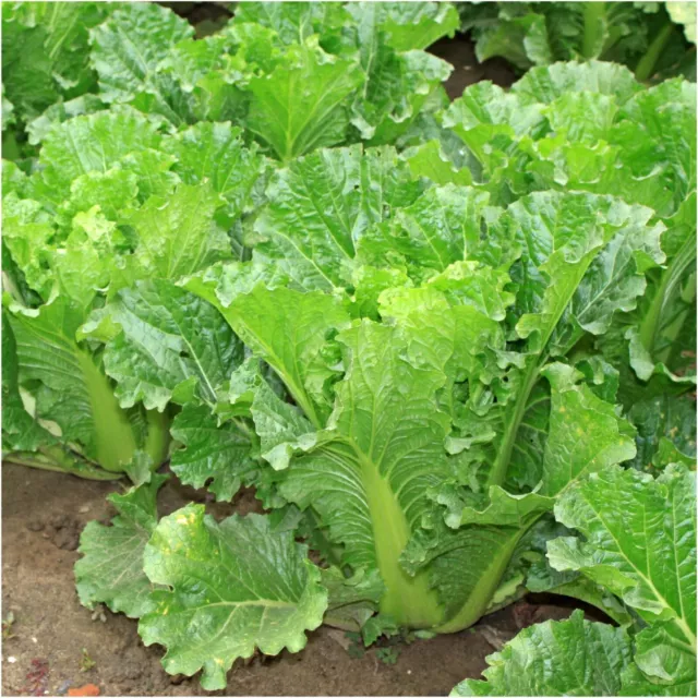 CHINESE CABBAGE Michihili 100 Seeds HEIRLOOM vegetable garden ASIAN veggie salad