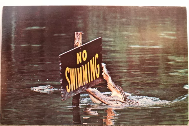 Florida FL Homosassa Springs Gator Lagoon Alligator Postcard Old Vintage Card PC