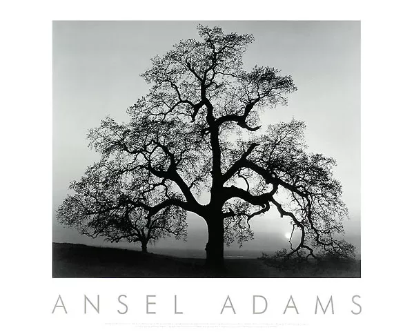 ANSEL ADAMS - Oak Tree, Sunset City, California Art Print Photo Embossed Poster