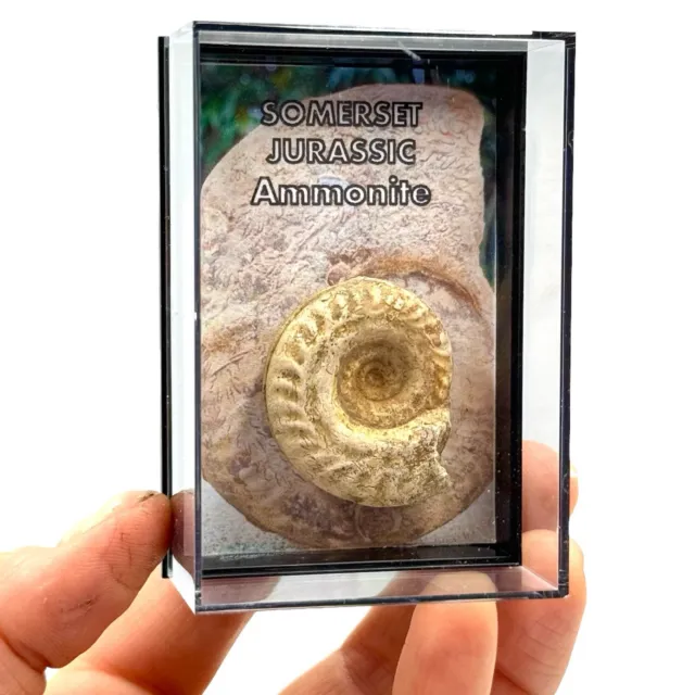 Somerset Ammonite Gift Fossil Box