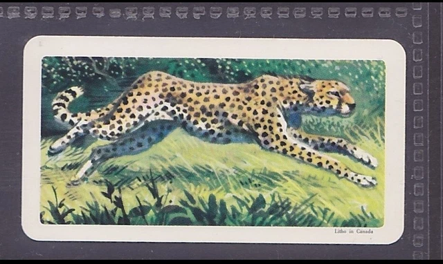 CHEETAH - 55 + year old Canadian Trade Card # 23
