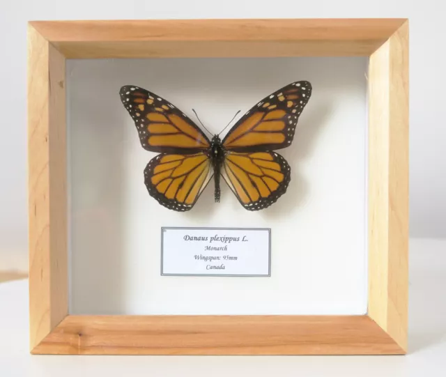 Real The American Monarch Butterfly  Danaus Plexippus Framed