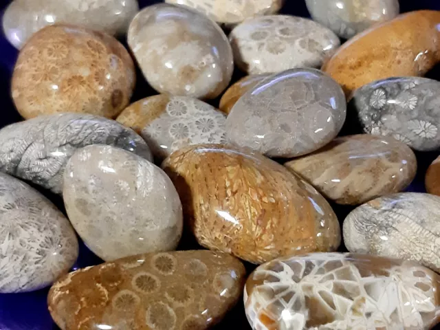 CORALLO FOSSILE CRISANTEMO Minerali Cristalloterapia CHAKRA REIKI quarzo pietra