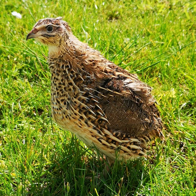 12X JUMBO PHAROAH Brown Coturnix Quail hatching eggs 400 Grams+ £29.50