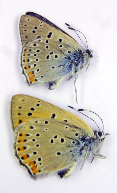 Thersamonolycaena alciphron pair (Lycaenidae)