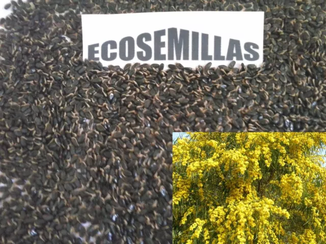 Acacia azul, saligna, cyanophylla Lindl, LYNDLEY, más de 250 semillas