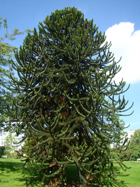 hardy exotic conifer tree Monkey puzzle tree ARAUCARUA ARAUCANA, 8-10cm