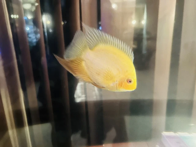 Red Spotted Severum 4-5 Inch